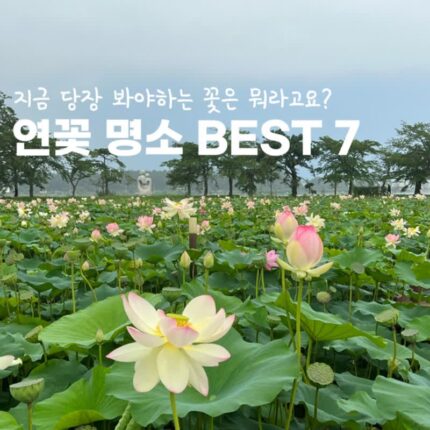 7월 8월 국내여행지 추천 연꽃명소 가볼만한곳 TOP7