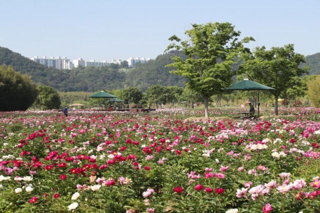 작약꽃 만개 시기 종류 꽃말 추천 가볼 만한 곳까지 총정리 리스트