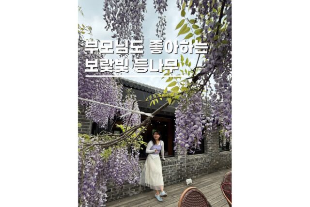 남한산성 드라이브 데이트 등나무 명소 위스테리아 실시간