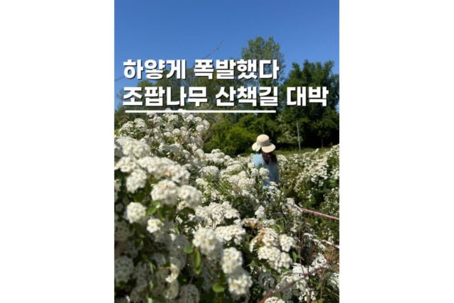 5월국내여행지 전주 조팝나무 조팝꽃 한국도로공사수목원 실시간