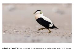 털값이 어마어마하게 비싼 오리에 대해 알아보자!