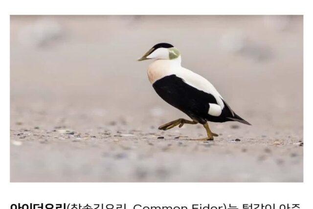 털값이 어마어마하게 비싼 오리에 대해 알아보자!