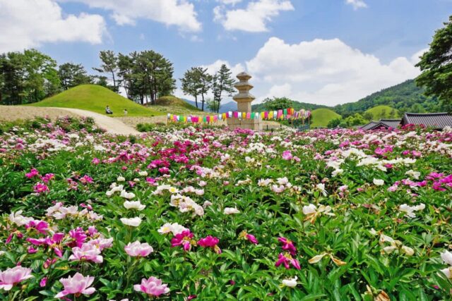 [여행+경주] 일 년 중 밤낮으로 가장 화려한 빛을 뽐내는 5월 경주 여행법