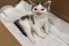 이 고양이 볼 때마다 압도됨 어떻게 이렇게까지 변할 수 있는 거지