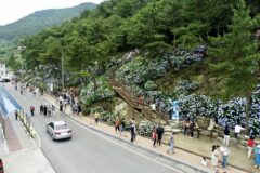 6월 여행지 추천, 한국 장마기간 전 최고의 꽃구경 여행지!