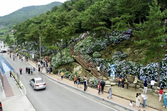 6월 여행지 추천, 한국 장마기간 전 최고의 꽃구경 여행지!