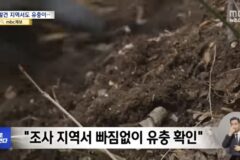 벌써부터 심상치않다는 올해 러브버그 상태..jpg