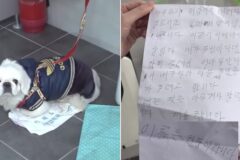 공중 화장실에 강아지를 두고 온 할머니