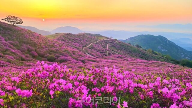 황매산 철쭉부터 합천호 물안개까지…계절마다 다시 가고 싶은 합천 여행