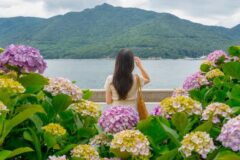 2026 거제 남부면 저구항 수국축제 거제 수국 만개시기 총정리