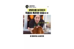 드라이브 스루에 온 댕댕이를 본 스벅 직원