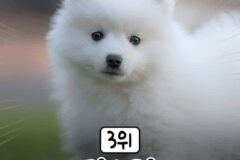 우리나라에서 많이 키우는 반려견 Top7