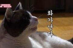 고양이가 할아버지의 코골이를 못 참는 이유