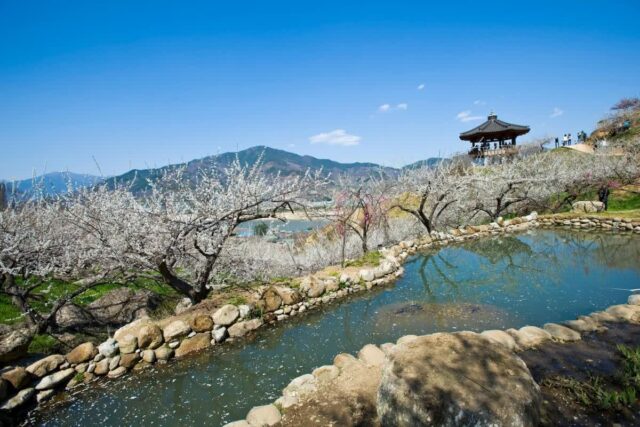 광양매화마을축제 주차 꿀팁과 추천 코스 5가지 2026 완벽 정리