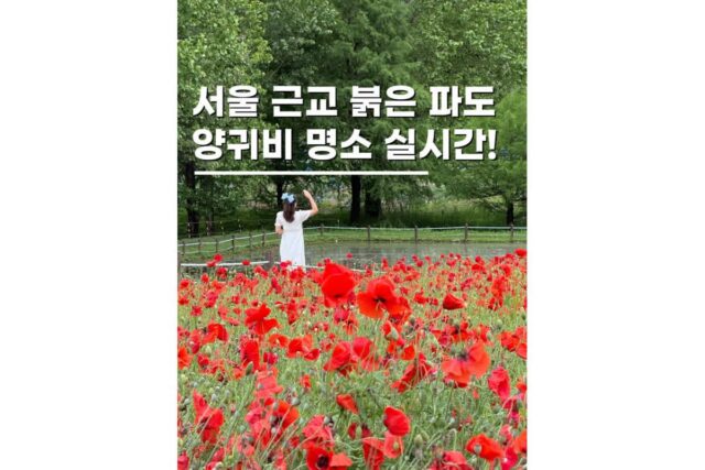 수원 드라이브 데이트 탑동시민농장 양귀비 실시간 후기