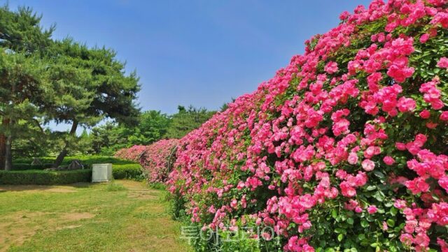 지금 가볼만한곳 일산호수공원 장미원 ‘형형색색 활짝’