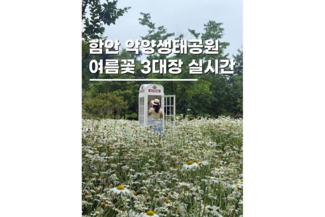 함안여행 악양생태공원 샤스타데이지 개화 드라이브 가볼만한곳