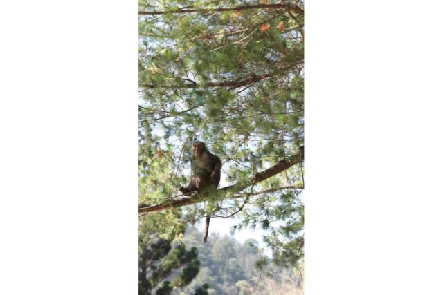 대만 타이중 가볼만한곳 Huisun Forest Area 트래킹 코스 추천 및 원숭이 출몰 후기