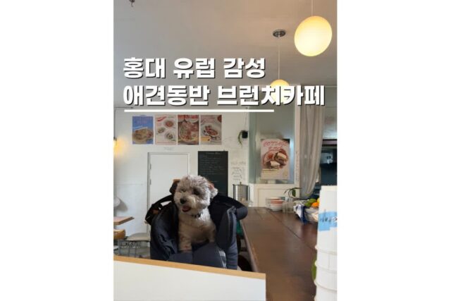 서울애견동반식당 홍대 브런치 코티지블루 주택개조카페