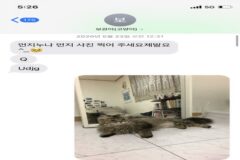 우리 집 고양이 보러 오는 동네 초딩 있거든