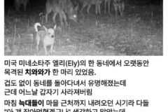 생태계 최고의 포식자.gif