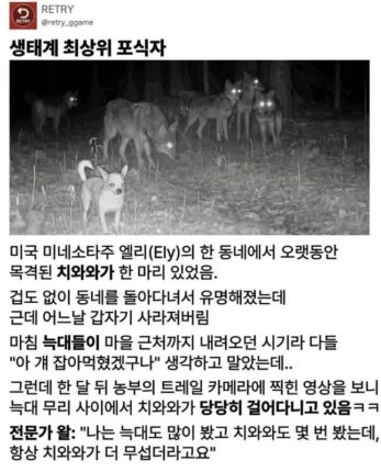 생태계 최고의 포식자.gif
