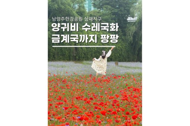남양주한강공원 삼패지구 한강공원 양귀비 수레국화 실시간