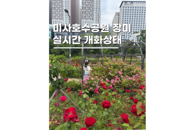 미사 놀거리 미사리가볼만한곳 호수공원 장미실시간 주차꿀팁