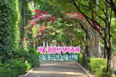 서울 중랑천 장미축제 행복했던 5월 꽃구경 서울 산책