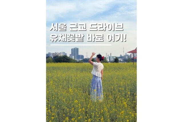 서울근교드라이브 유채꽃명소 경기도 가볼마한곳 기흥호수공원