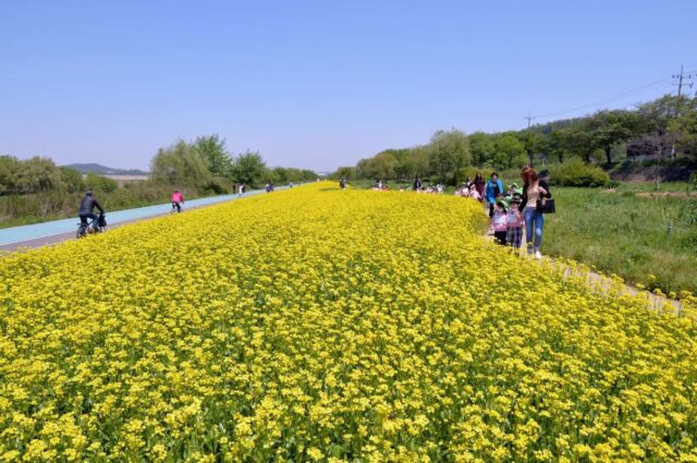 탄천 태평습지원 유채꽃밭 4,200㎡ 노랗게 물들었다! 이번 주말 가볼 만한 곳 추천