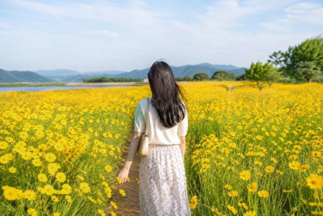 초여름 금계국 개화시기·종류·특징·명소·꽃말 노란 꽃구경 산책 코스 추천