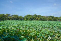 “둘레 600m, 면적 18,000㎡ 무료 연꽃 산책로” 여름 진주 여행지