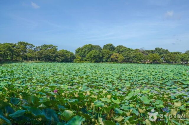 “둘레 600m, 면적 18,000㎡ 무료 연꽃 산책로” 여름 진주 여행지