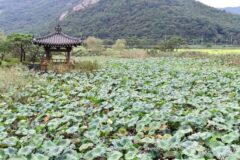 “백수해안도로 드라이브 하다가 멈췄다!” 영광 여름 여행지 숨은 연꽃 명소 추천