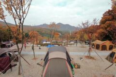 “60,000㎡의 초록빛 잔디가 이렇게 멋질 줄은!”… 자연 속 힐링 캠핑 명소