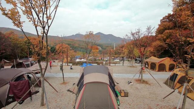 “60,000㎡의 초록빛 잔디가 이렇게 멋질 줄은!”… 자연 속 힐링 캠핑 명소