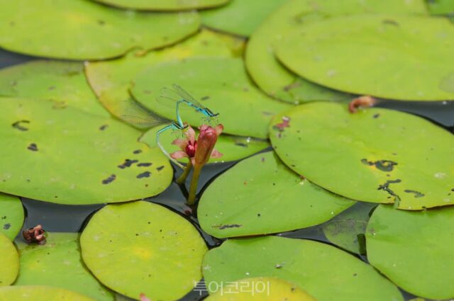 강릉 바다만 보고 오지 마세요…순포습지와 300년 고택, 미식까지 즐기는 법