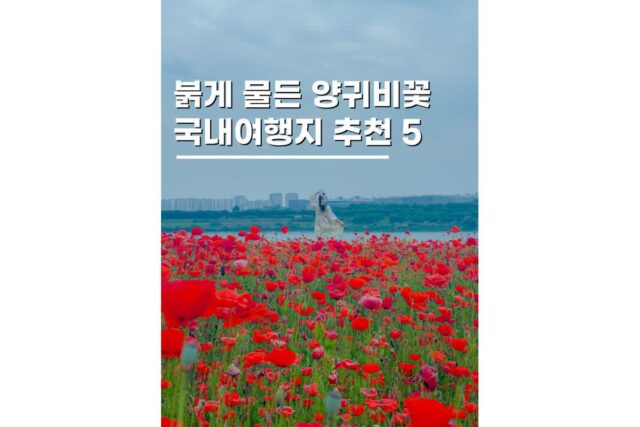 5월 6월 꽃구경 붉게 물든 양귀비 명소 국내여행지 추천 5