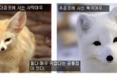 동양인과 서양인은 왜 다르게 생겼을까?
