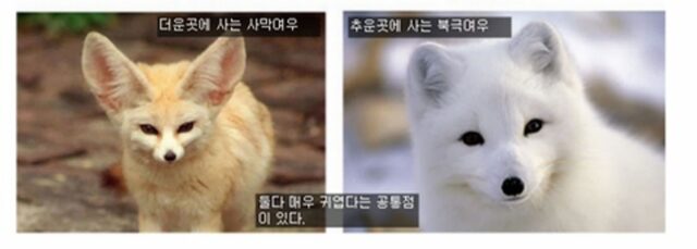 동양인과 서양인은 왜 다르게 생겼을까?