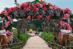 “철원에만 있는 3만㎡ 꽃밭이라니!”… 자연의 숨결이 느껴지는 명소