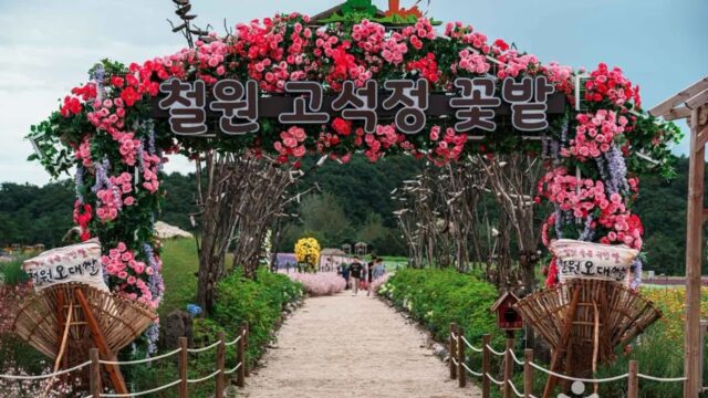 “철원에만 있는 3만㎡ 꽃밭이라니!”… 자연의 숨결이 느껴지는 명소