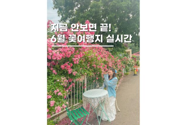 6월여행지 가볼만한곳 지금 안 가면 끝! 충남 꽃명소 TOP3