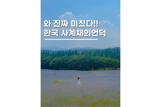 6월여행지추천 당진 예산 아그로랜드 태신목장 수레국화 실시간