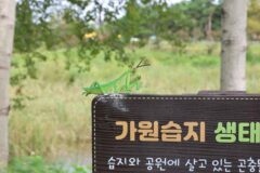“100,000㎡ 자연의 품에 안겨보세요”… 진짜 힐링되는 가원습지 명소