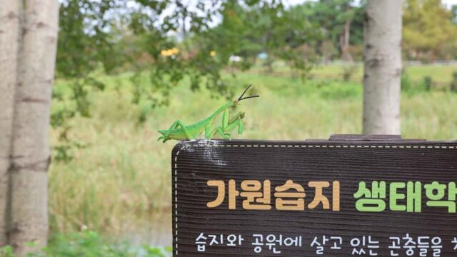 “100,000㎡ 자연의 품에 안겨보세요”… 진짜 힐링되는 가원습지 명소