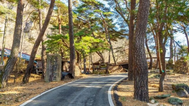 “10만㎡가 온통 초록빛으로 넘실대요”… 속리산 국립공원 근처 명소
