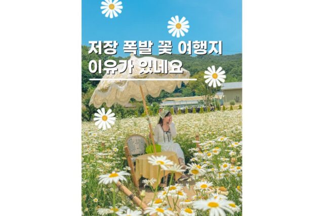 6월꽃구경 샤스타데이지명소 아산 드라이브코스로 좋은 지새울