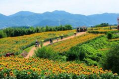 “4만2,500㎡ 규모 해바라기 축제 열립니다” 전국구 여름을 알리는 함안 여행지